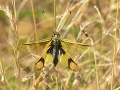 Libelloides longicornis