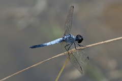 Brachydiplax