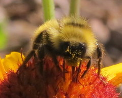 Bombus flavidus flavidus