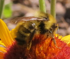 Bombus flavidus flavidus