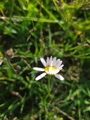 Tripleurospermum inodorum