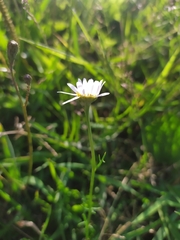 Tripleurospermum inodorum