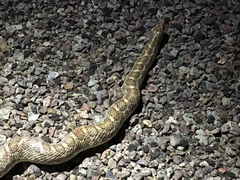 Arizona elegans elegans