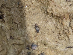 Ellipes minuta
