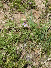 Viola beckwithii