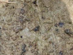 Ellipes minuta