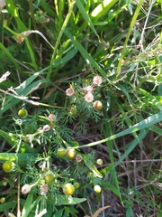 Tripleurospermum inodorum