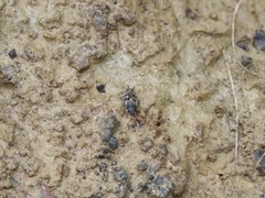 Ellipes minuta