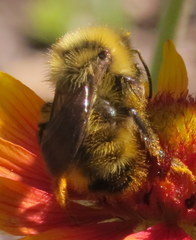 Bombus flavidus flavidus