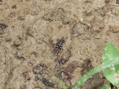 Ellipes minuta