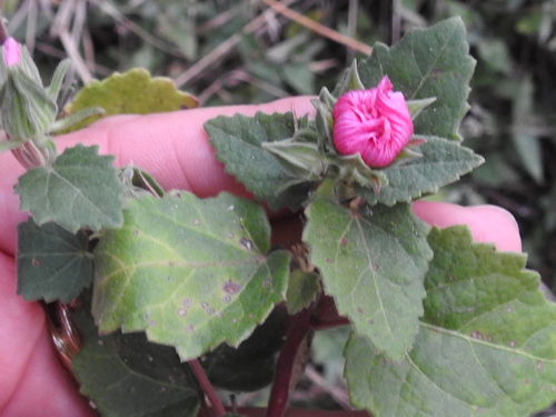 Pavonia lasiopetala