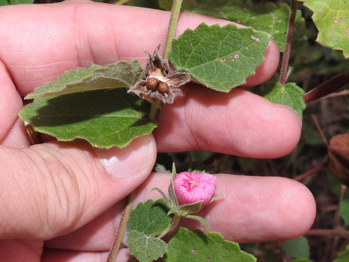 Pavonia lasiopetala