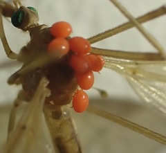 Calyptostomatidae