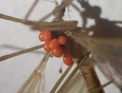 Calyptostomatidae