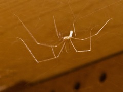 Pholcus