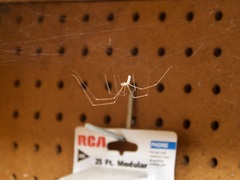 Pholcus