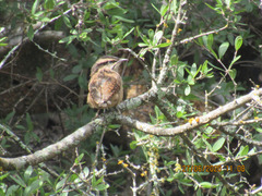 Campylorhynchus gularis