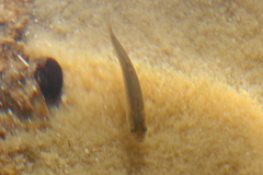 Siphateles boraxobius