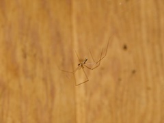 Pholcus