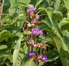 Strobilanthes callosa
