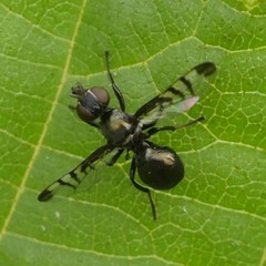 Rivellia syngenesiae