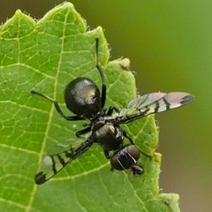 Rivellia syngenesiae