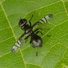 Rivellia syngenesiae