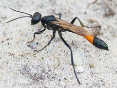 Ammophila sabulosa
