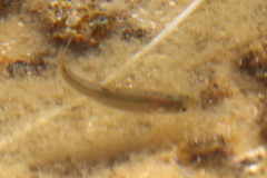 Siphateles boraxobius