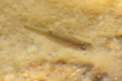 Siphateles boraxobius