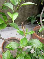 Rhodothemis rufa