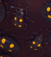 Eumorphus quadriguttatus