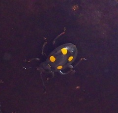 Eumorphus quadriguttatus