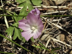 Sidalcea diploscypha