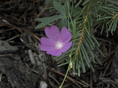 Sidalcea diploscypha