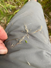 Festuca subuliflora