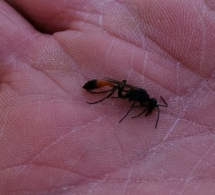 Ammophila sabulosa