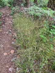 Festuca subuliflora