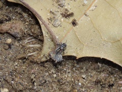 Ellipes minuta
