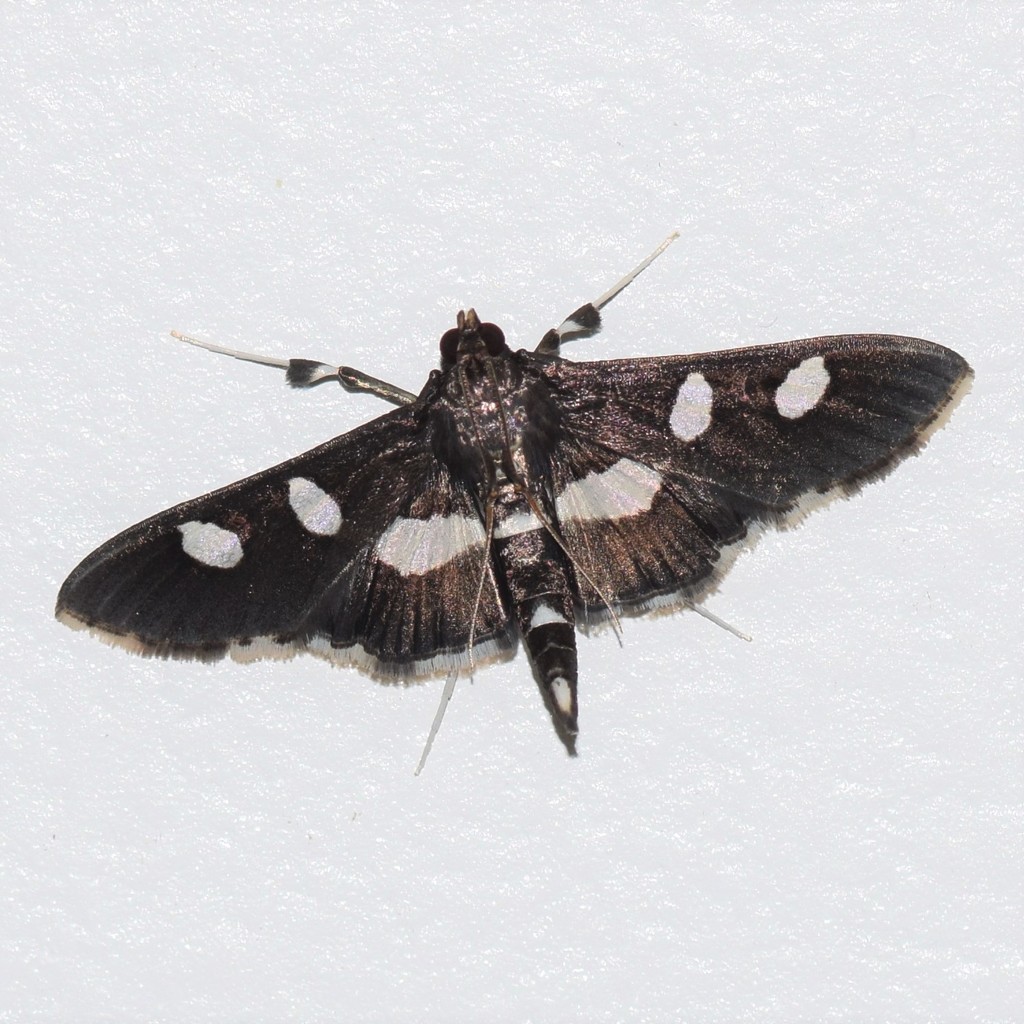 Grape Leaffolder and Leafroller Moths