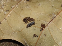 Ellipes minuta