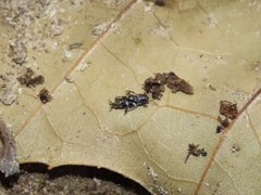 Ellipes minuta