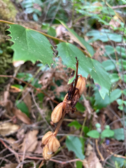 Corallorhiza maculata