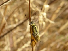 Libelloides longicornis