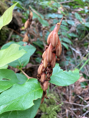 Corallorhiza maculata