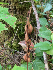 Corallorhiza maculata