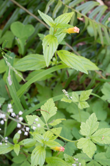 Erythranthe dentata