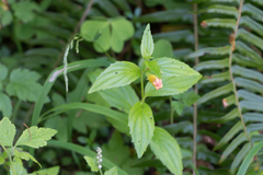 Erythranthe dentata