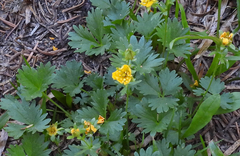 Potentilla flabellifolia