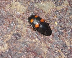 Glischrochilus obtusus